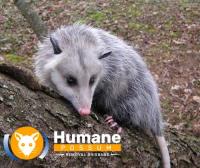 Humane Possum Removal Inala image 7